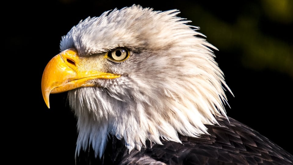 Observación de aves