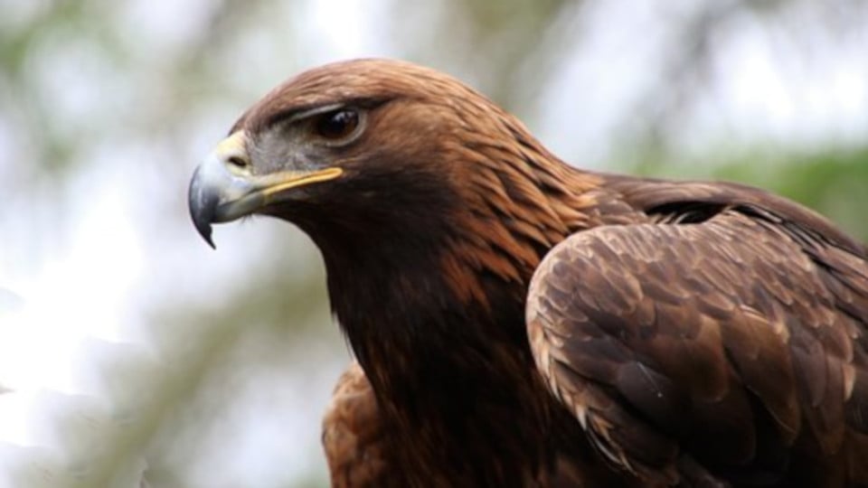 ¿Cómo encuentro e identifico aves en el bosque?