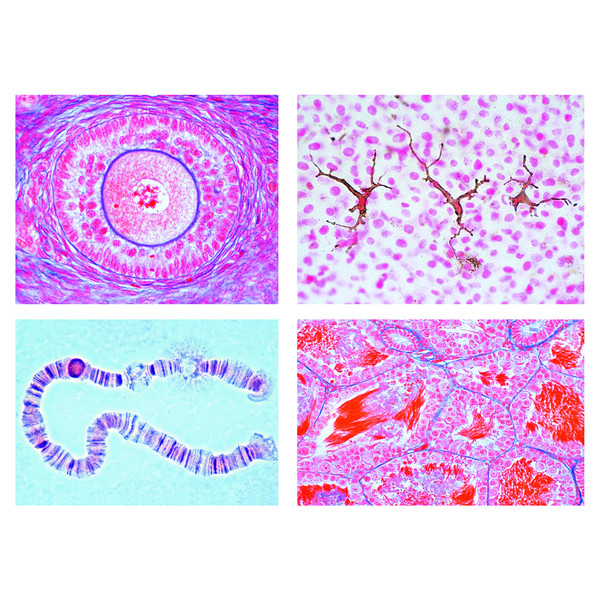 microscope images of animal cells