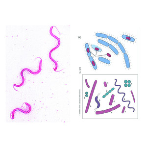 LIEDER Microscopische preparaten bacteriën, 6 preparaten