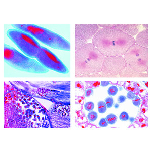 LIEDER Mitosis y meiosis , serie II (5 prep.)