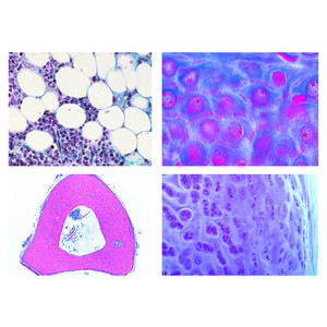 LIEDER Histologie van huisdieren en vee voor diergeneeskunde deel I (24 preparaten)