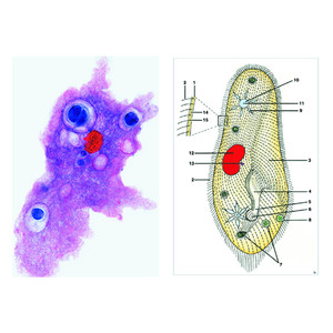 LIEDER Protozoën (oerdieren), basis (8 preparaten), studentenset