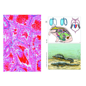 LIEDER Histología de las ranas, base (12 prep.), kit de aprendizaje