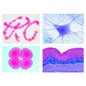 LIEDER Microscopische preparaten schoolserie D (aanvulling op A, B en C), 50 preparaten