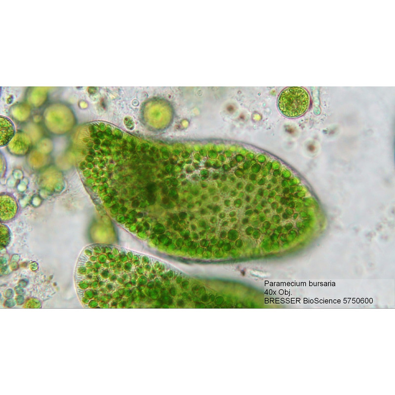 paramecium under microscope 40x