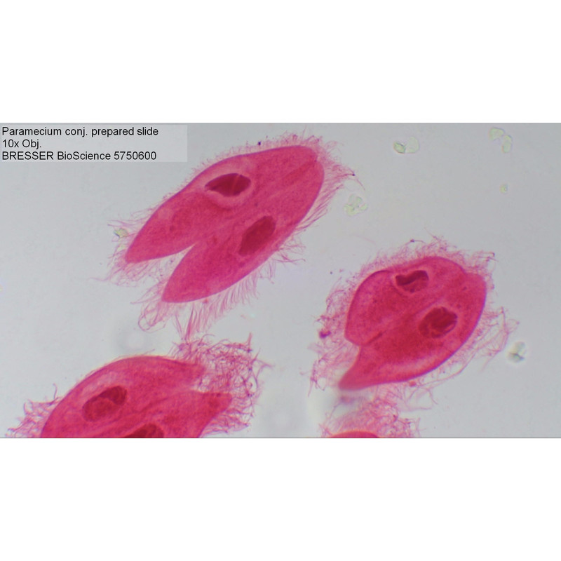 paramecium microscope 10x