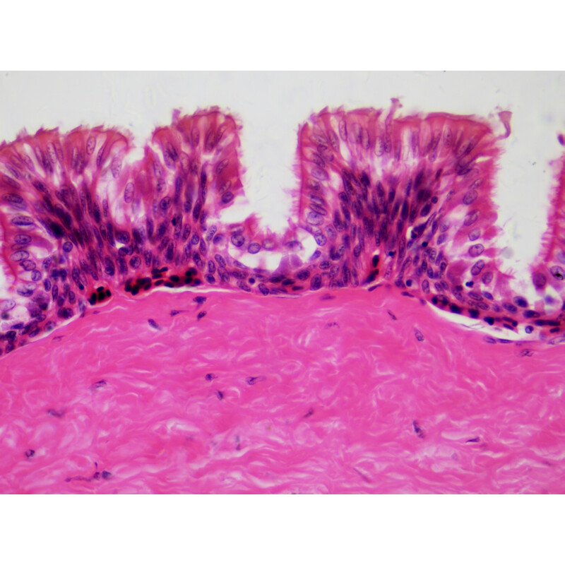 Bresser Duurpreparaten (histologie, mens) in houten doos (30)