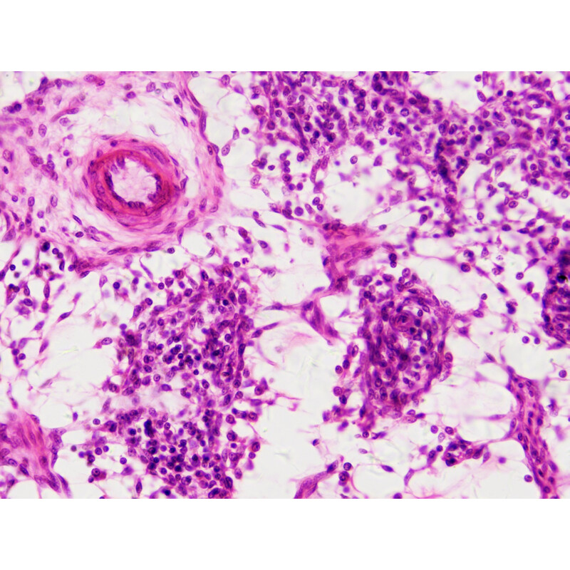 Bresser Duurpreparaten (histologie, mens) in houten doos (30)