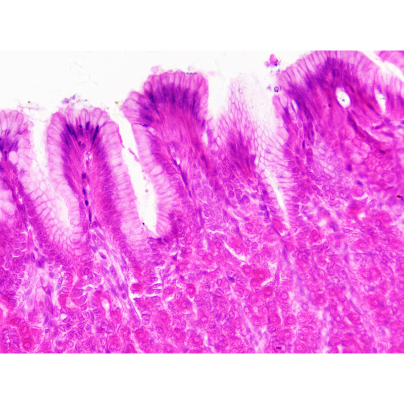 Bresser Duurpreparaten (histologie, mens) in houten doos (30)