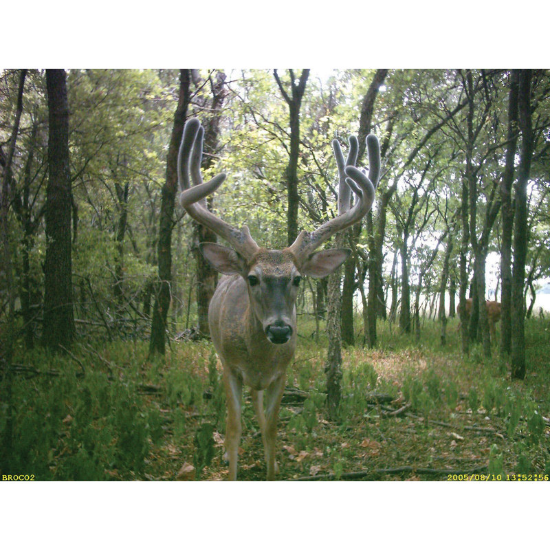 Bushnell Wildlife camera NatureView Cam HD Max 8MP, Olive, Viewer