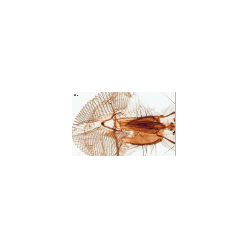 ZEISS SteREO Discovery.V8 microscope, VisiLED incident + transmitted illumination, 10x - 80x