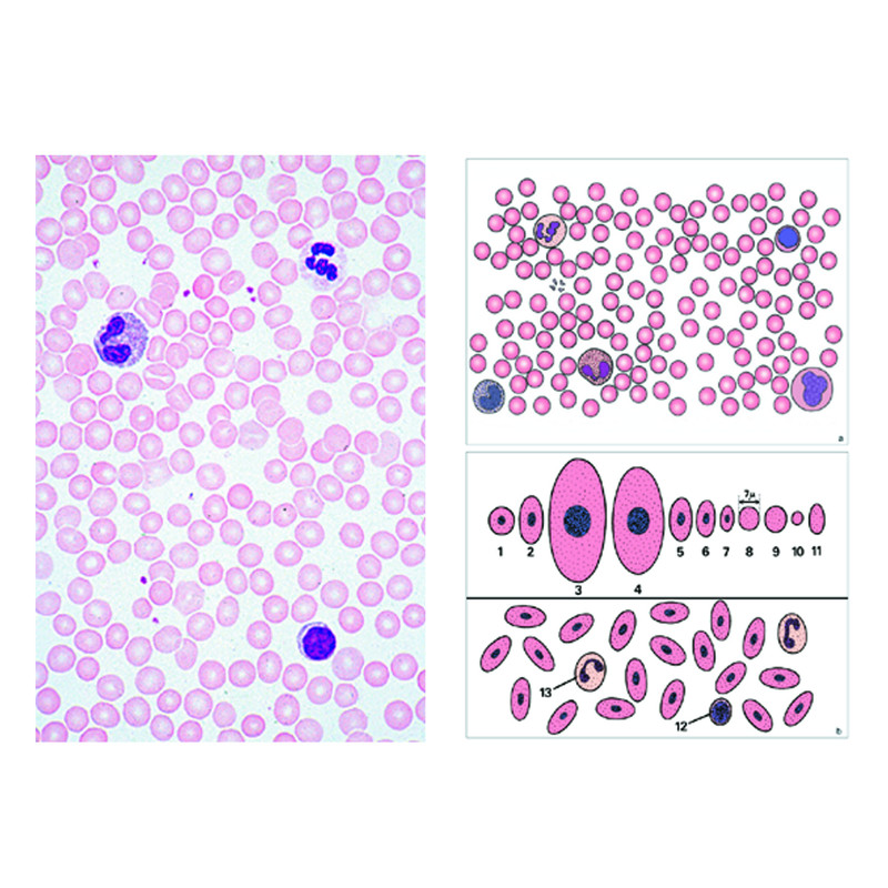 LIEDER Algemene kennis microscopie (6 preparaten), studentenset